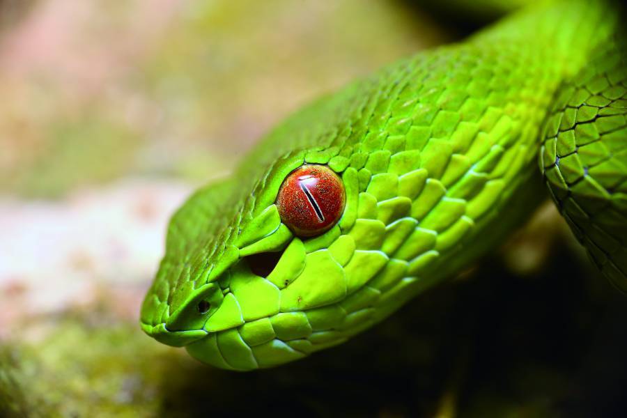 This close-up of a green bamboo viper (Trimeresurus
stejnegeri) is the photograph Huang is most satisfied with. In
composing the image, he placed the snake’s eye at the center
of the frame to draw the viewer’s gaze.